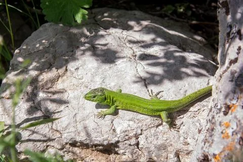 Male lizard Stock Photos