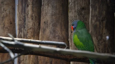Male Lord Derby's parakeet Stock Footage 219882233
