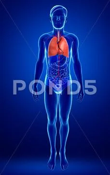 Male lungs anatomy Stock Illustration ~ Graphic #42800860