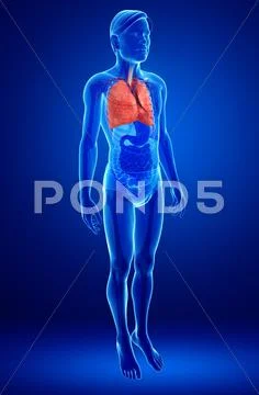 Male lungs anatomy Stock Illustration ~ Graphic #42803832