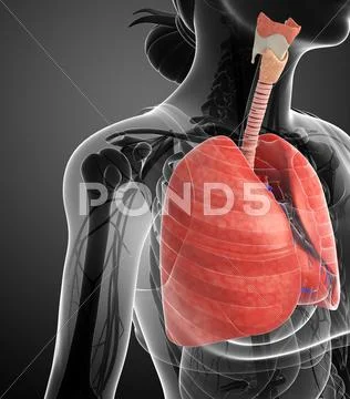 Male lungs anatomy Stock Illustration ~ Graphic #42862552