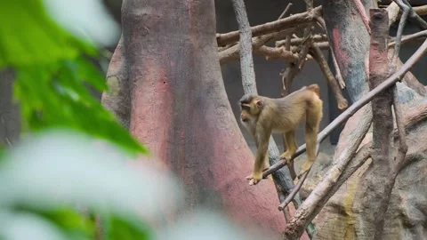 Male Macaque monkey hanging on a tree branch in a jungle zoo with forest trees Stock Footage 273795950