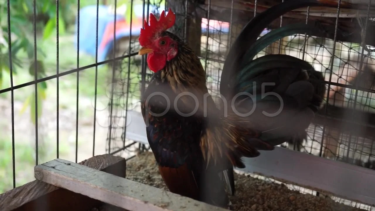 Bantam breed chicken. The Serama (Malay: Ayam Serama) Stock Photo