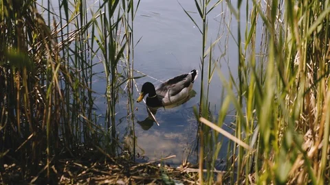 Male Mallard (Anas platyrhynchos) swimming on a lake on a sunny day Stock Footage