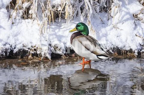 Male Mallard duck (Anas platyrhynchos) standing in shallow water beside the snow Stock Photos