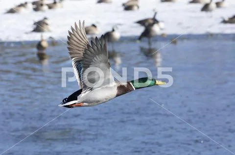 Male Mallard duck (Anas platyrhynchos) in flight over water with other birds by Stock Photos
