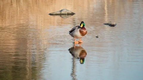 Male Mallard Duck Standing on Tiny  Stone At Shallow Stream Basking in the Vídeos de archivo 230394493