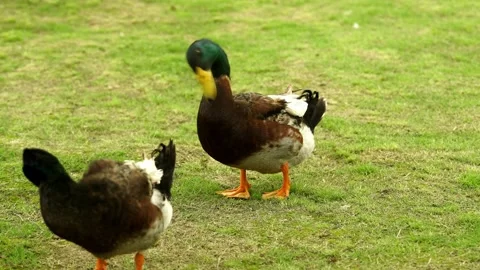 Male Mallard Ducks Standing on a Patch of Green Grass Stock-Footage 332855881
