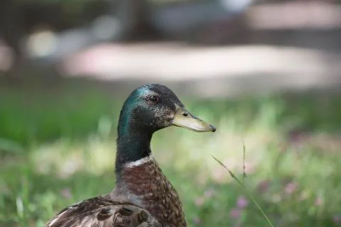 Male Mallard Stock Photos