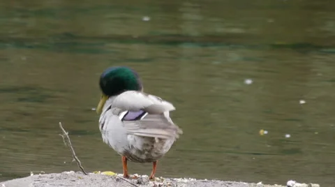 Male mallard by river Video stock 5504249