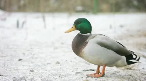 Male Mallard standing on snowy land (Anas platyrhynchos) Stock Footage