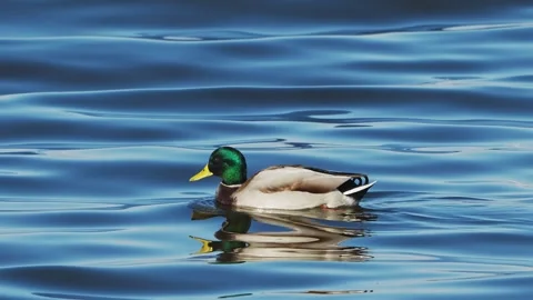 A male mallard swimming (with audio) Stock Footage 328706997