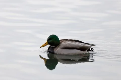 Male Mallard Swimming in Cold winter water with nice reflection. Stock Photos