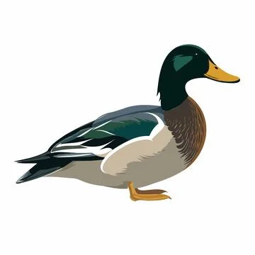 Male mallard vector Illustrazione stock