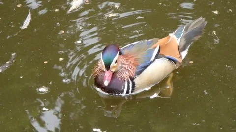 Male mandarin duck Stock Footage 76748092