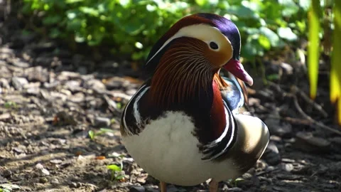 A male mandarin duck Stock Footage 273629101