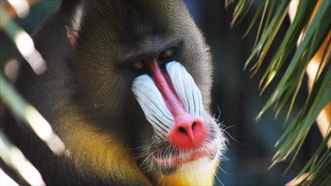 Male mandrill close up Stock Footage 134455144