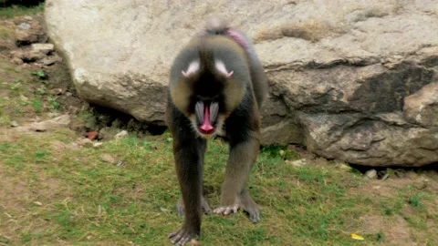 Male mandrill Mandrillus sphinx eats something, big colorful primate in the zoo Video stock 167930708