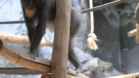 A male mandrill, Mandrillus sphinx Stock Footage 250147232