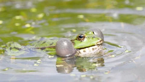 Male Marsh Frog Bellowing Vidéo 155487302