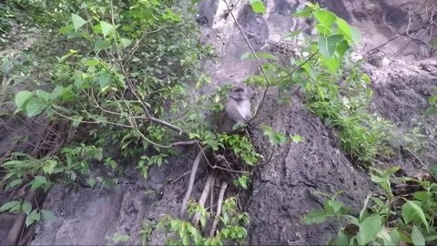 Male Monkey climbs on limestone cliff, Batu caves, Kuala Lumpur, Malaysia Vídeos de archivo 194399005