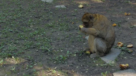 Male Monkey Eats And Leaves Stock Footage 120148833