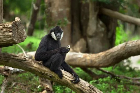 The male of monkey Stock Photos