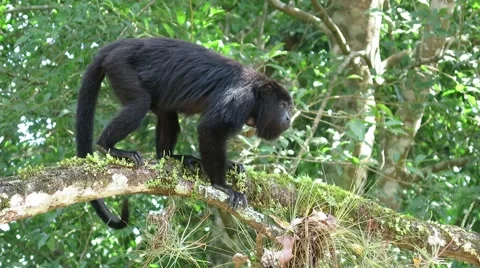Male Monkey Sits Branch Tree Chews Fruit Walks Away Botfly Mexico Stock Footage