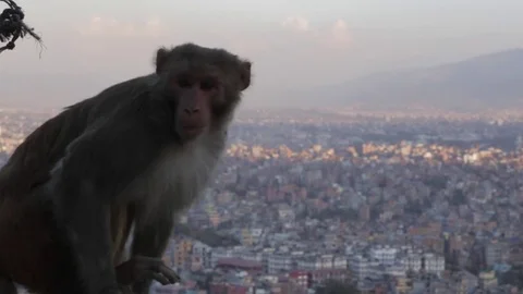 Male Monkey Sitting on Stone Wall Stock Footage 73273664