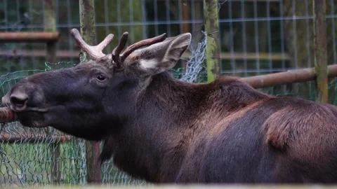 Male Moose head  Stock Footage 144934814