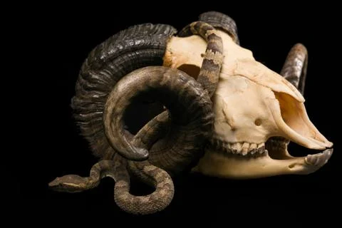 The male morelia spilota harrisoni python on black background 스톡 사진