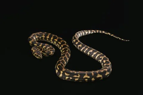 The male morelia spilota harrisoni python on black background Foto stock