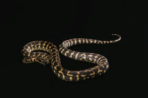 The male morelia spilota harrisoni python on black background Photos
