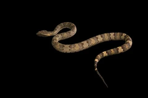 The male morelia spilota harrisoni python on black background 写真素材