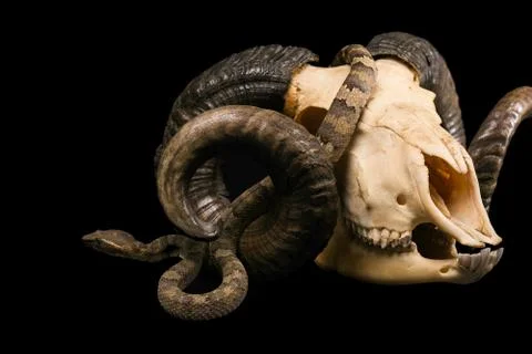 The male morelia spilota harrisoni python on black background 写真素材