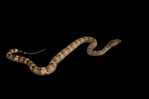 The male morelia spilota harrisoni python on black background Foto stock