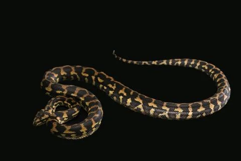 The male morelia spilota harrisoni python on black background Foto stock
