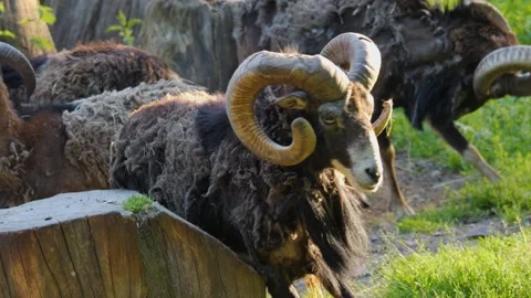 Male mouflon in spring Stock-Footage 243239756