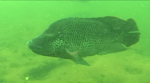 Male mozambique tilapia Stock Footage 944341