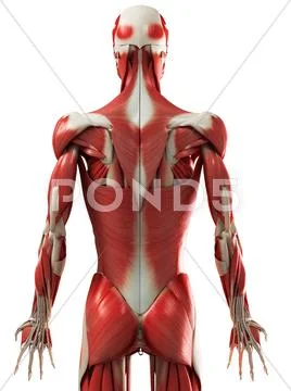 Male muscles, artwork Stock Illustration