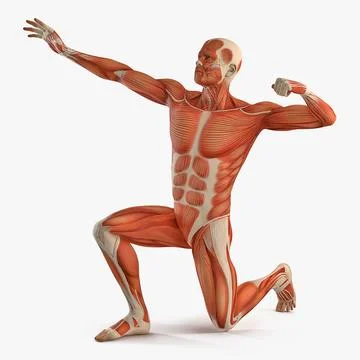 Sparse Inertial Poser: Automatic 3D Human Pose Estimation from Sparse IMUs  - von Marcard - 2017 - Computer Graphics Forum - Wiley Online Library