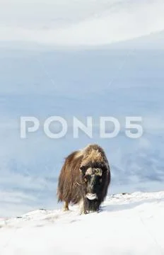 Male musk ox standing in the mountains in winter Stock Photos