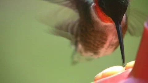 Male North American Ruby Throated Hummingbird At A Bird Feeder Stock Footage