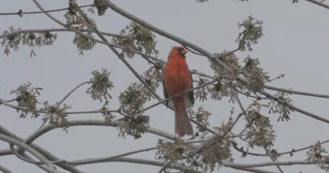 Male Northern Cardinal in tree singing Stock Footage