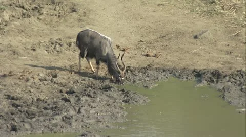 Male Nyala drinking Stock Footage 12360429