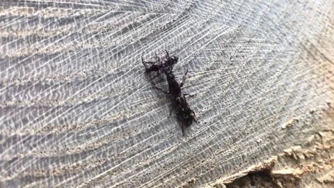 Male Oak Timberworm beetle protecting female during feeding Stock Footage