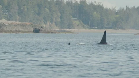 Male orca blows at surface with distinct high dorsal fin, tracking shot Stock Footage 243901435