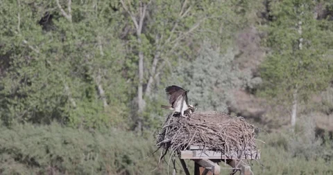 Male osprey returns with fish, bites head and eats as mother stands over chic Stock Footage 336219958