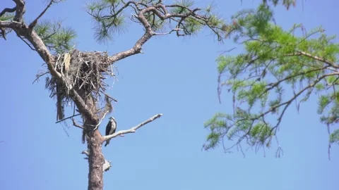 Male osprey sits by the nest while female is sitting on eggs Stock Footage 152956468