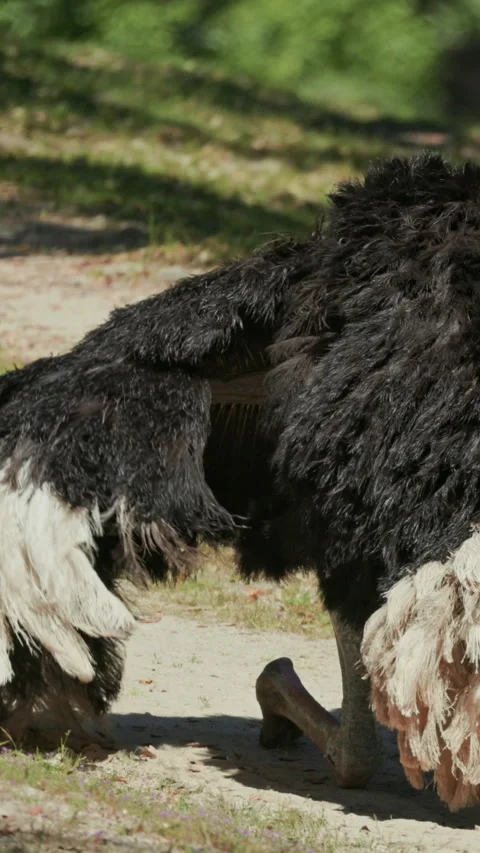 Male ostrich performing mating dance in the wild Stock Footage 327653105